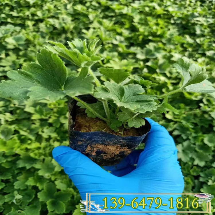 宿根花卉大花飞燕草苗圃直销 营养袋大花飞燕草价格优惠