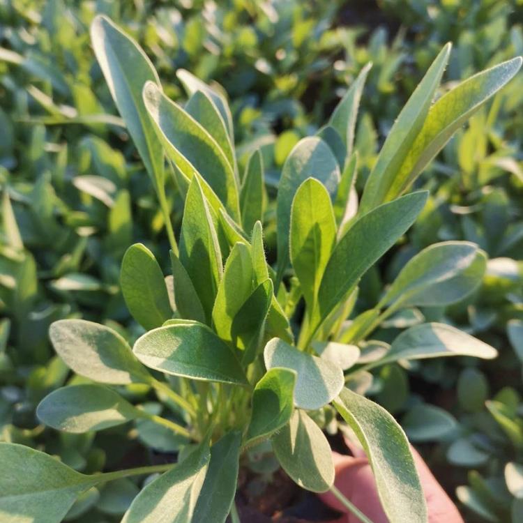 金鸡菊    金鸡菊供应商 启景花卉金鸡菊基地直销