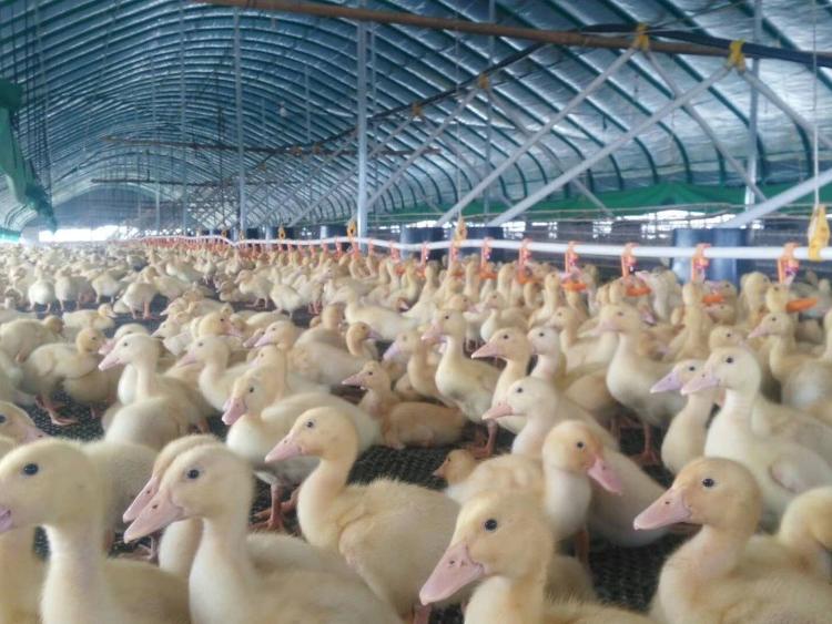 山东养殖大棚设计  肉鸭 肉鸽大棚上门施工质量可靠