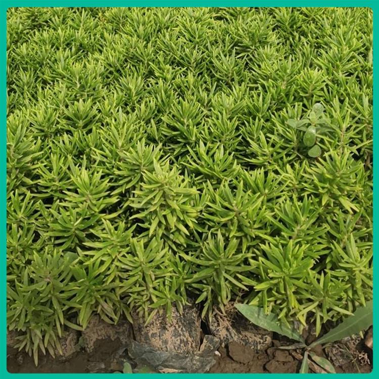 青州花卉苗木 佛甲草 佛甲草基地 量大优惠哟