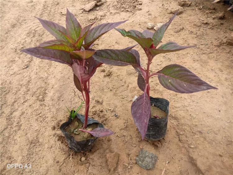 红叶一支笔种植基地  鸡冠花 价格  世纪红 欢迎咨询