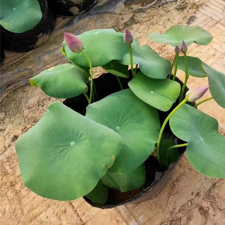 荷花水生植物  荷花基地直销 湖泊公园绿化  欢迎咨询