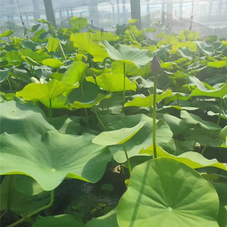 荷花价格 水生植物  荷花基地批发湖泊公园绿化  欢迎咨询