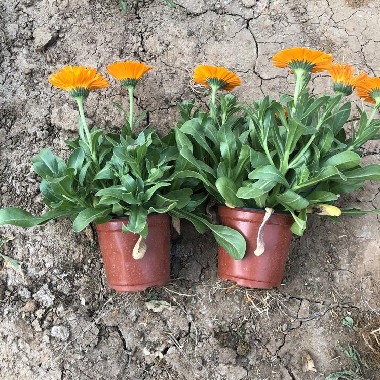 大量批发金盏菊 金盏菊基地批发价格