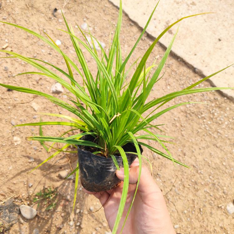 大量供应崂峪苔草 崂峪苔草基地批发价格
