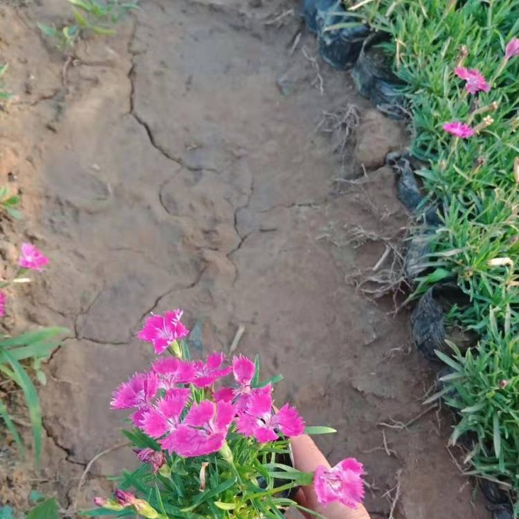 青州宿根花卉开花的草坪欧石竹基地