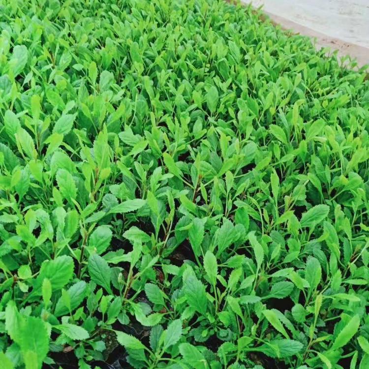 青州宿根花卉马鞭草基地
