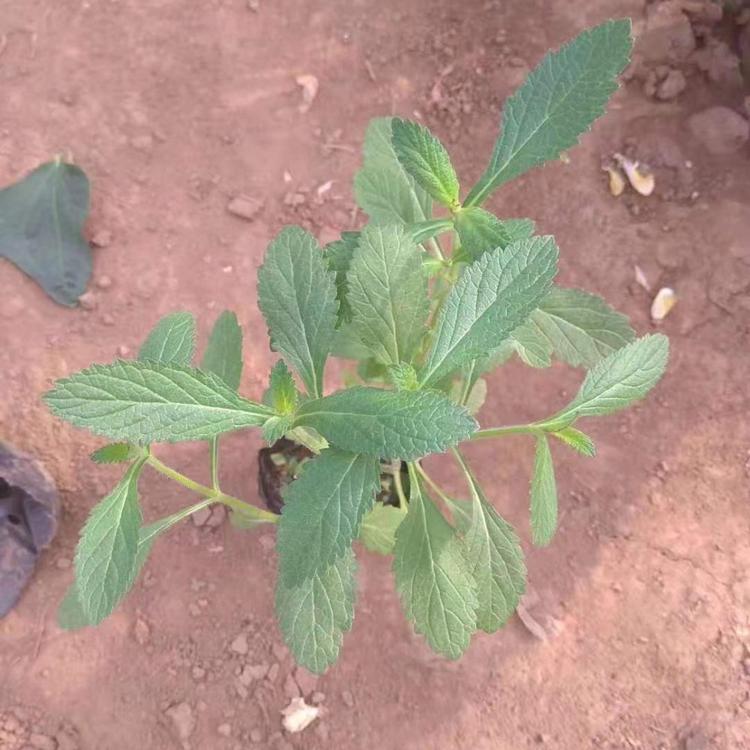 马鞭草  马鞭草小苗 马鞭草花海