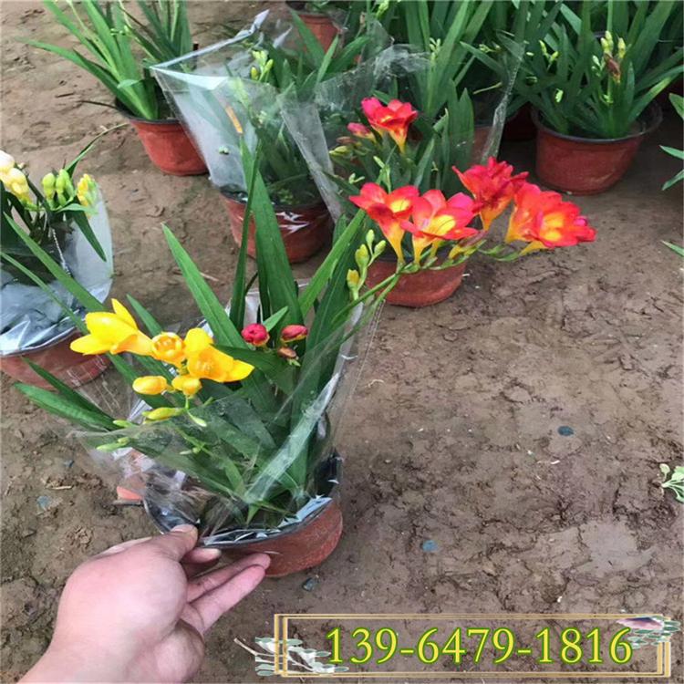 鲜花基地香雪兰盆花价格 花店配花 批发供应