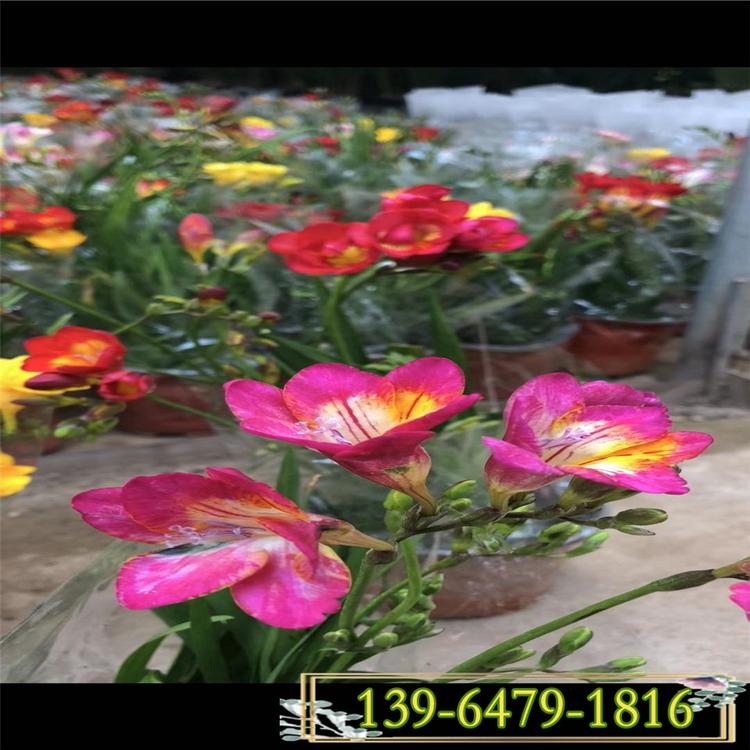 批发荷兰香雪兰盆栽价格 小苍兰球根芳香花卉植物