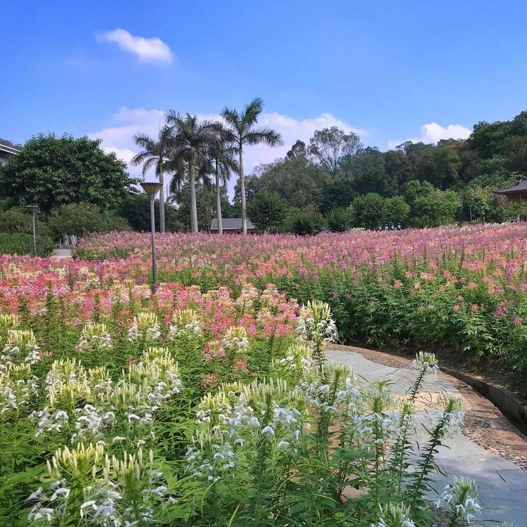 醉蝶花价格 自产醉蝶花直供
