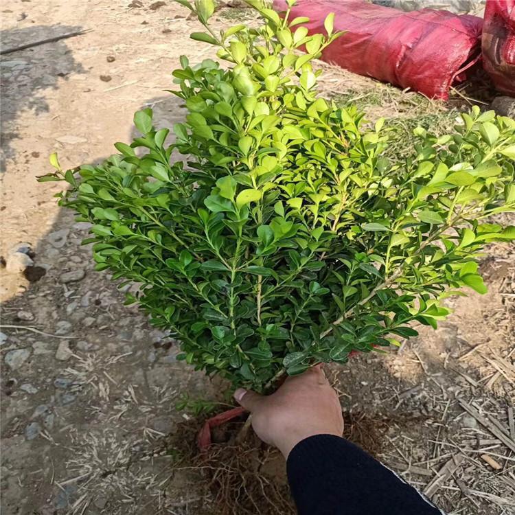 黄杨苗种植基地 黄杨批发报价