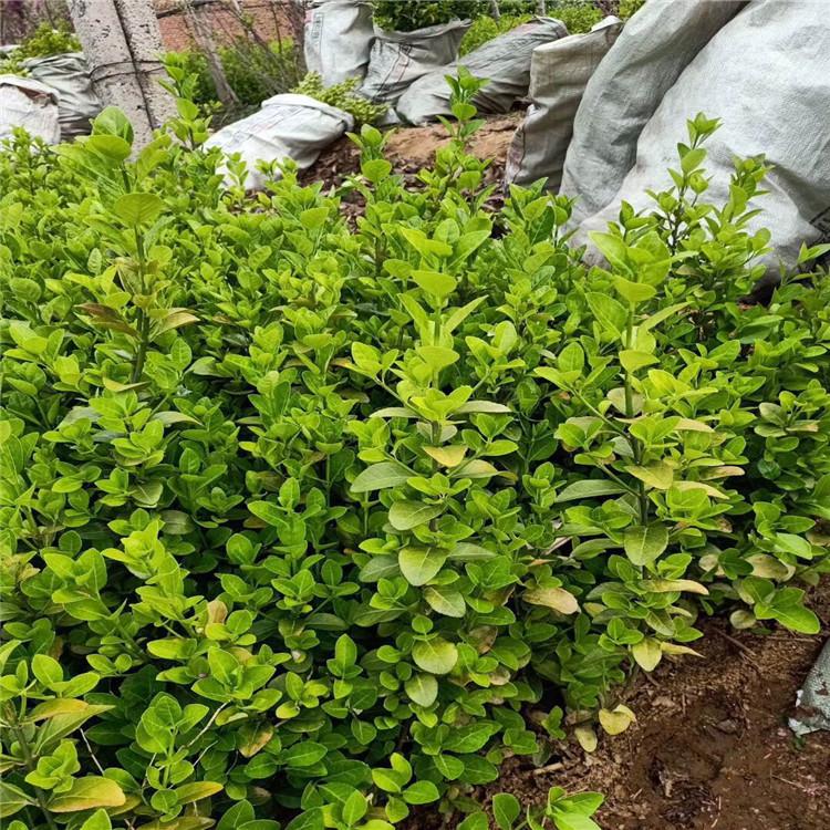 营养钵卫矛种植基地  卫矛小苗价格  卫矛大量批发