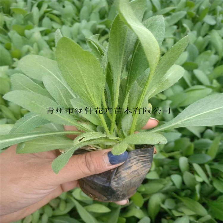 直销供应天人菊杯苗   天人菊基地种植