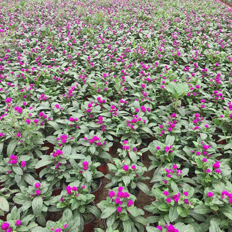 批发千日红 千日红种植基地 千日红小苗