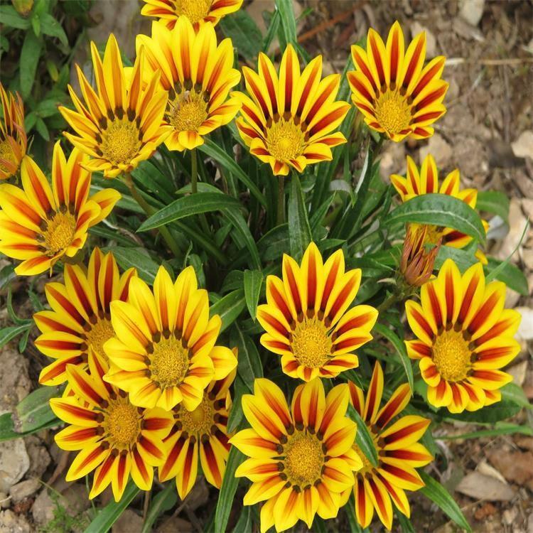 基地供应 盆栽勋章菊 盆栽勋章菊直销商