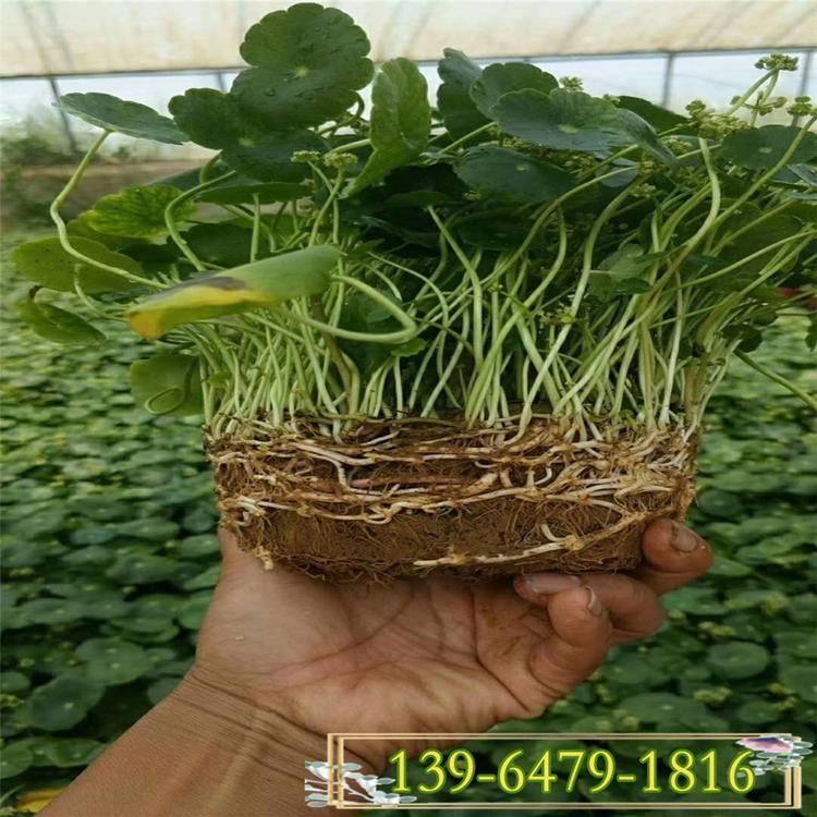 铜钱草 青州花卉盆栽基地直销 水生植物铜钱草