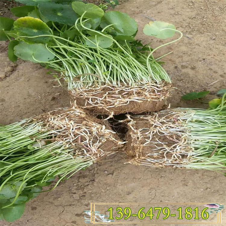 铜钱草价格 可水培绿植室内办公水养植物 金钱草盆栽