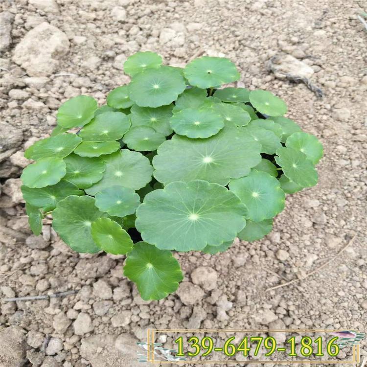 四季常绿铜钱草价格 水培植物铜钱草 带盆发货