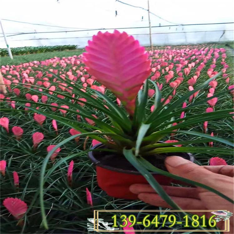 批发铁兰花 紫花凤梨基地供应 四季常绿盆栽花卉