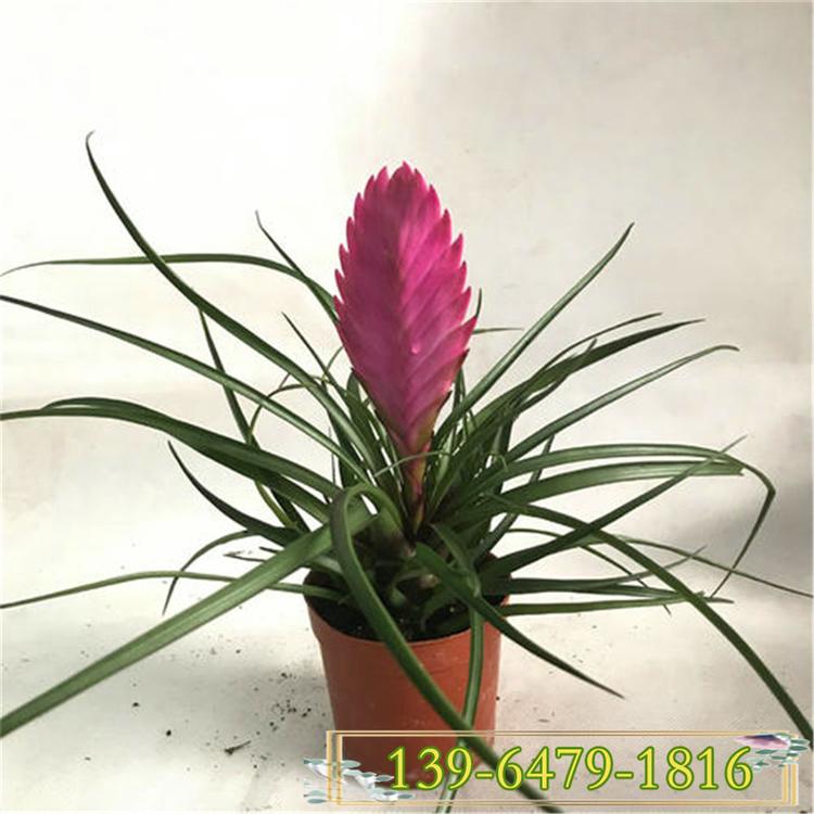 批发铁兰价格 铁兰花 紫花凤梨 四季常绿盆栽花卉花期长