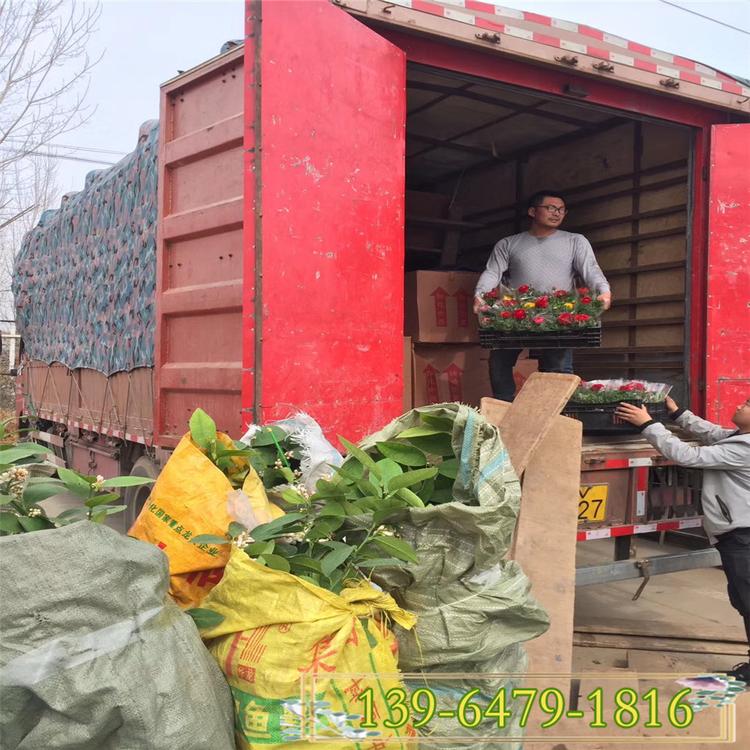 销量好的芹叶牡丹全国销售 花毛莨批发报价