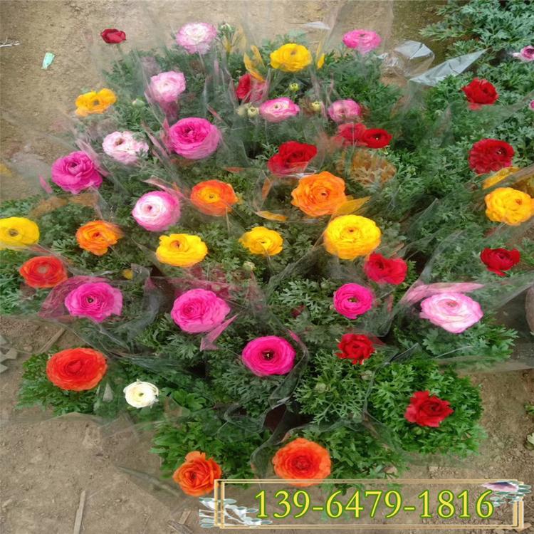 批发芹叶牡丹上车价 绿化用花毛莨小区花园租摆