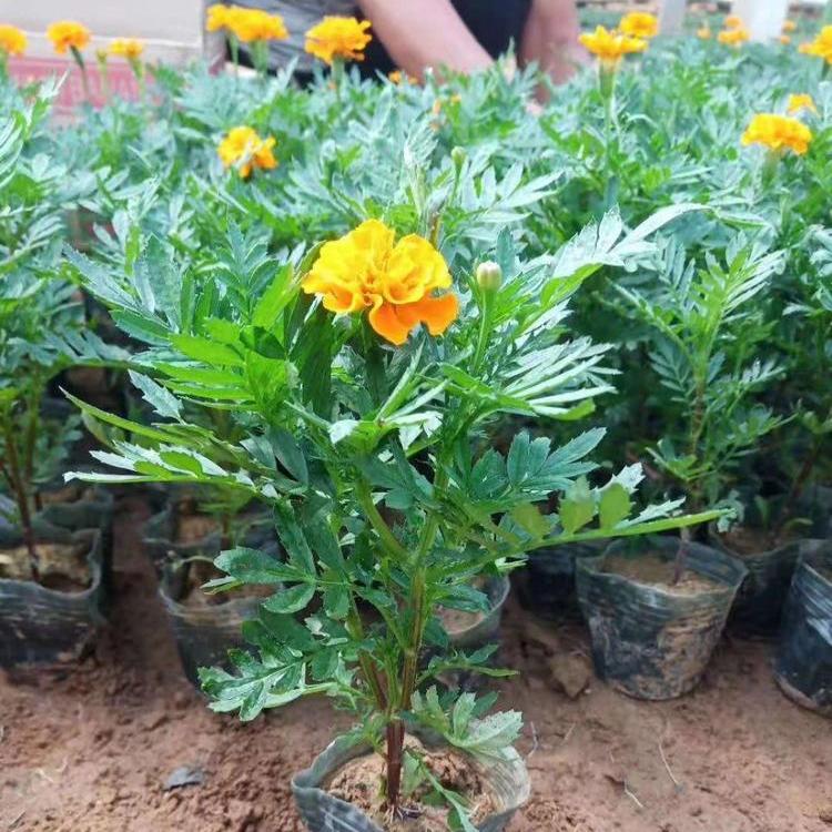 青州孔雀草基地批发  孔雀草价格  时令花卉 租摆绿化