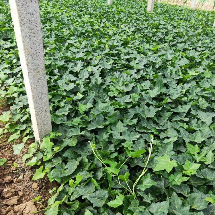 常春藤价格 长青藤批发 常春藤藤种植基地 常青藤供应商