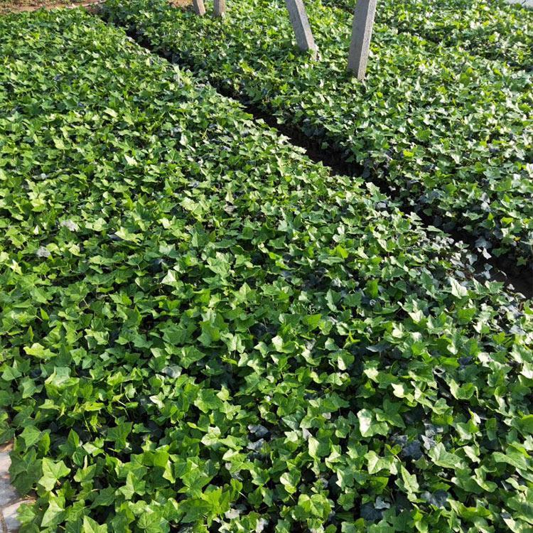 攀援植物批发 长春藤价格 攀爬植物常春藤批发