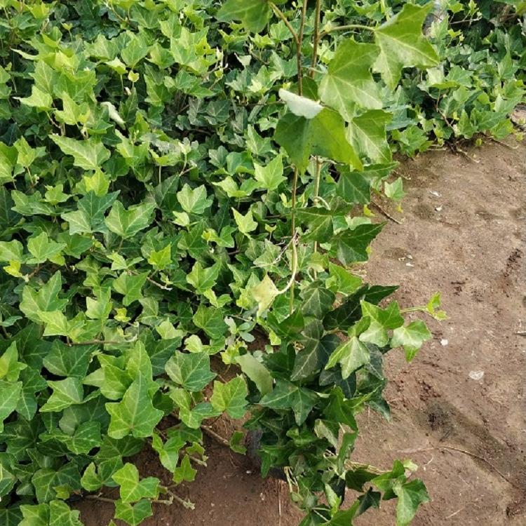 攀援植物批发 常春藤价格 基地直销常春藤