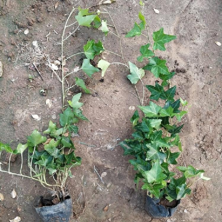 攀爬植物批发 常春藤基地直销 常青藤厂家