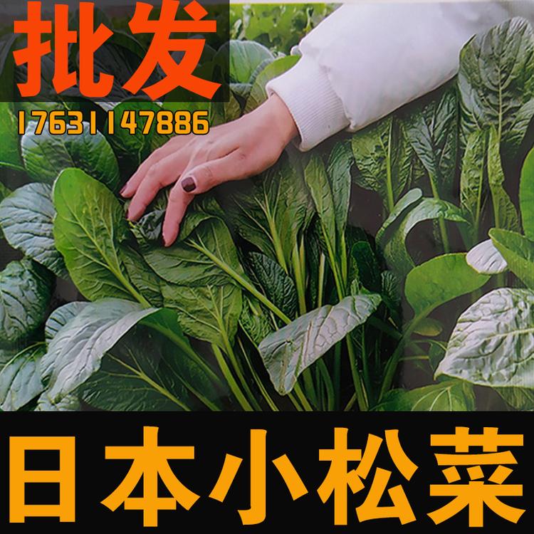 小松菜种子 墨绿叶深绿色蔬菜黑绿叶特色蔬菜籽种子 小白菜种子大面积播种 营养保健蔬菜 生长快速 耐寒蔬菜耐热耐抽苔 四季叶菜四季播种蔬菜种子 耐热蔬菜 夏秋蔬菜叶菜种子墨绿油亮易捆扎 口感好营养丰富蔬