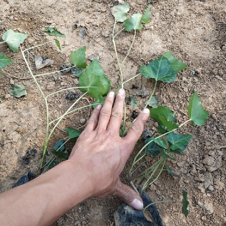 青州绿篱种植基地 山东耐阴攀援常春藤批发
