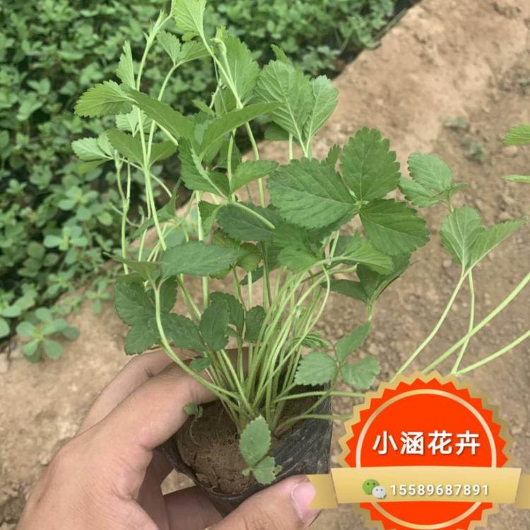 三叶委陵菜价格  小涵花卉  青州三叶委陵草 地被
