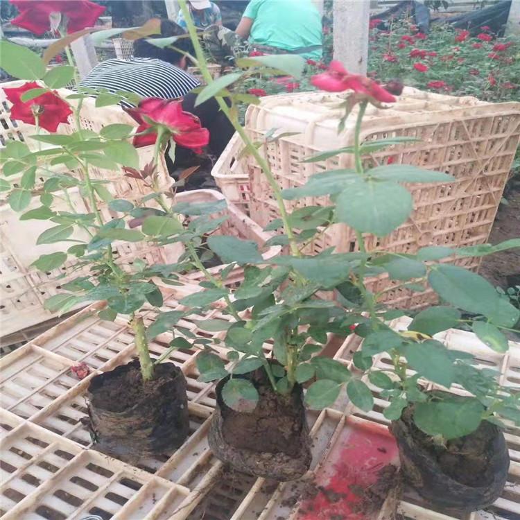 月月红 月月花 月季价格 四季花 胜春 小涵花卉 绿化苗木