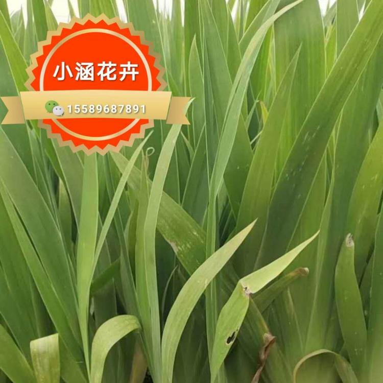 鸢尾价格  扁竹花价格  紫蝴蝶价格 蛤蟆七价格 蝴蝶花价格 小涵花卉