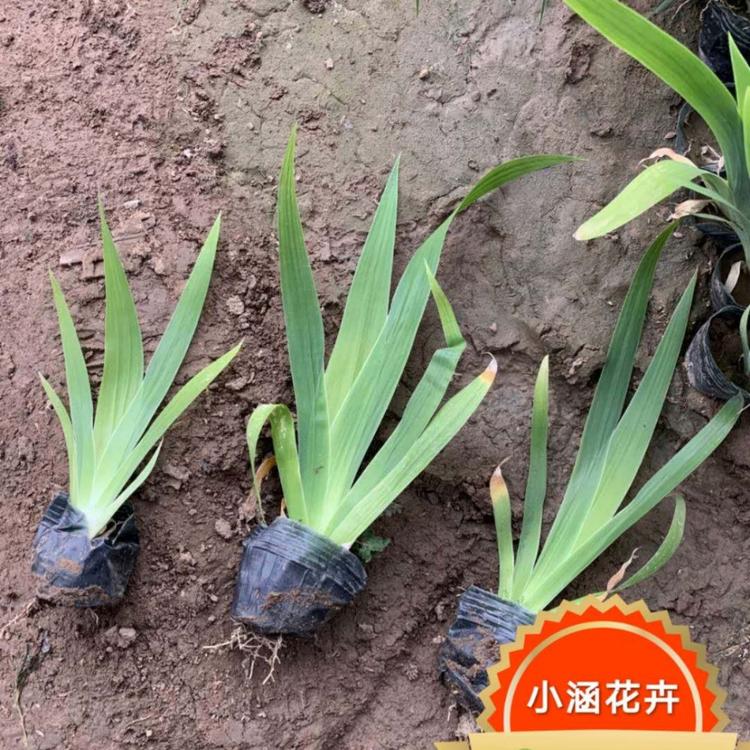 鸢尾价格  扁竹花价格  紫蝴蝶价格  蝴蝶花价格 小涵花卉