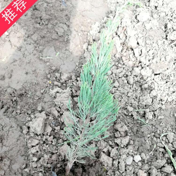 小龙柏基地  龙柏基地 龙爪柏价格 爬地龙柏价格  小涵花卉 绿化苗木