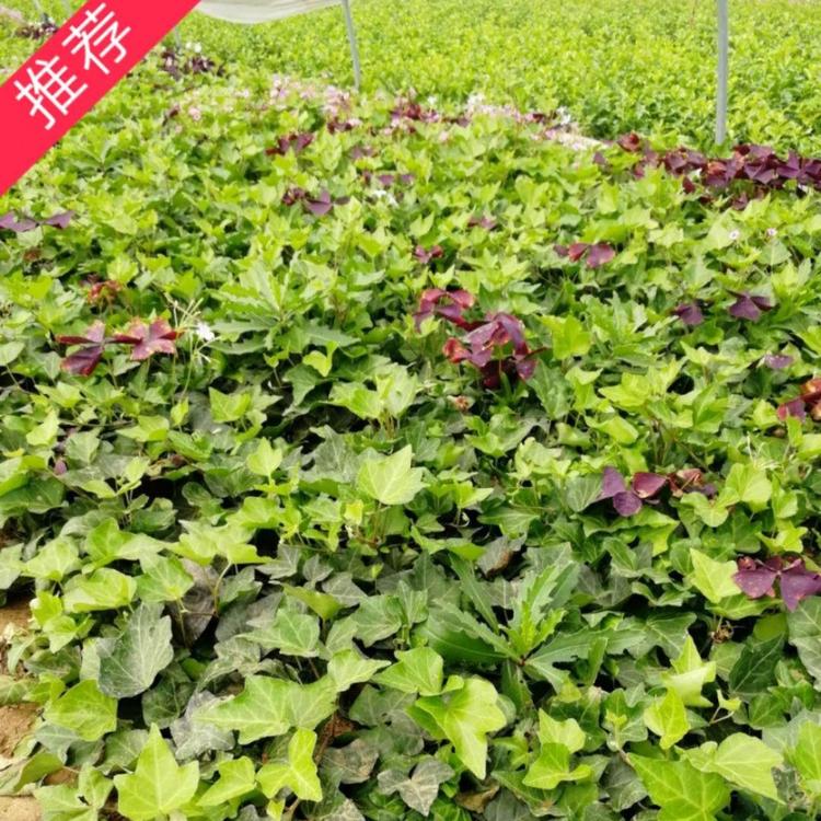 常春藤价格 常青藤价格 小涵花卉  长春藤价格 长青藤价格