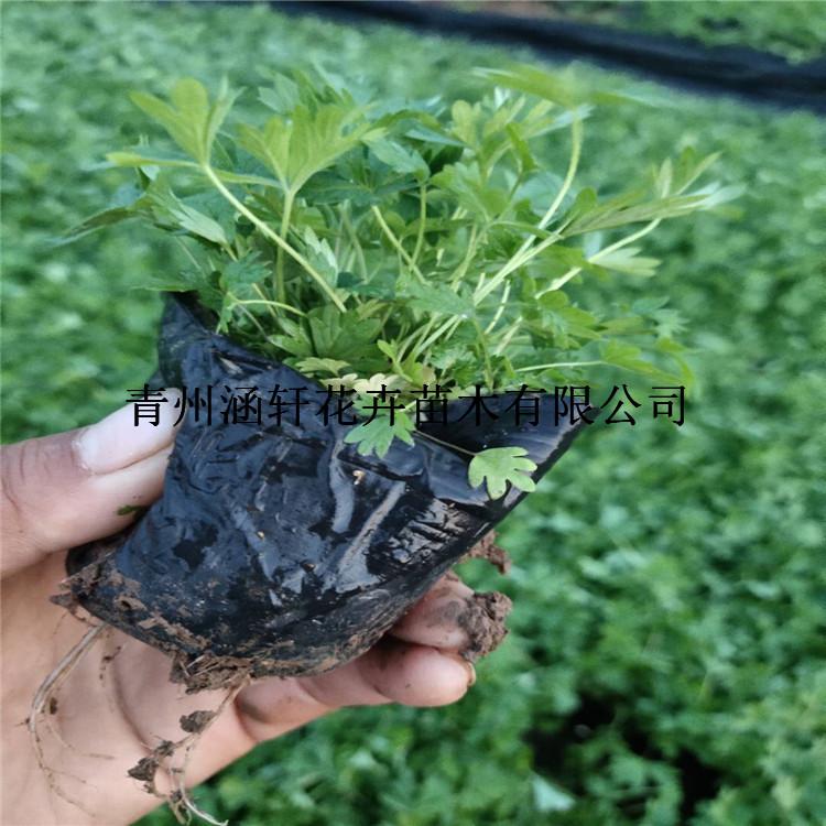 委陵菜直销     批发委陵菜小苗