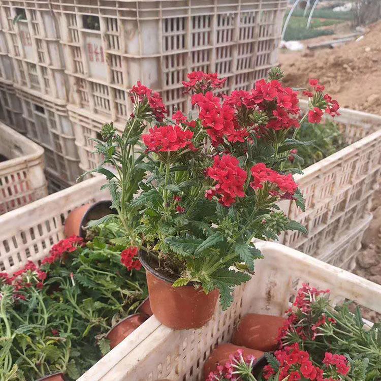 道路绿化带花卉苗 质优价廉 美女樱种植