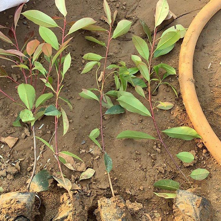 现货红叶石楠种植基地