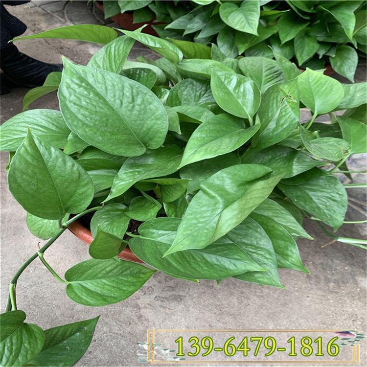 山东花卉种植基地绿萝供应 360型号盆绿萝批发价格