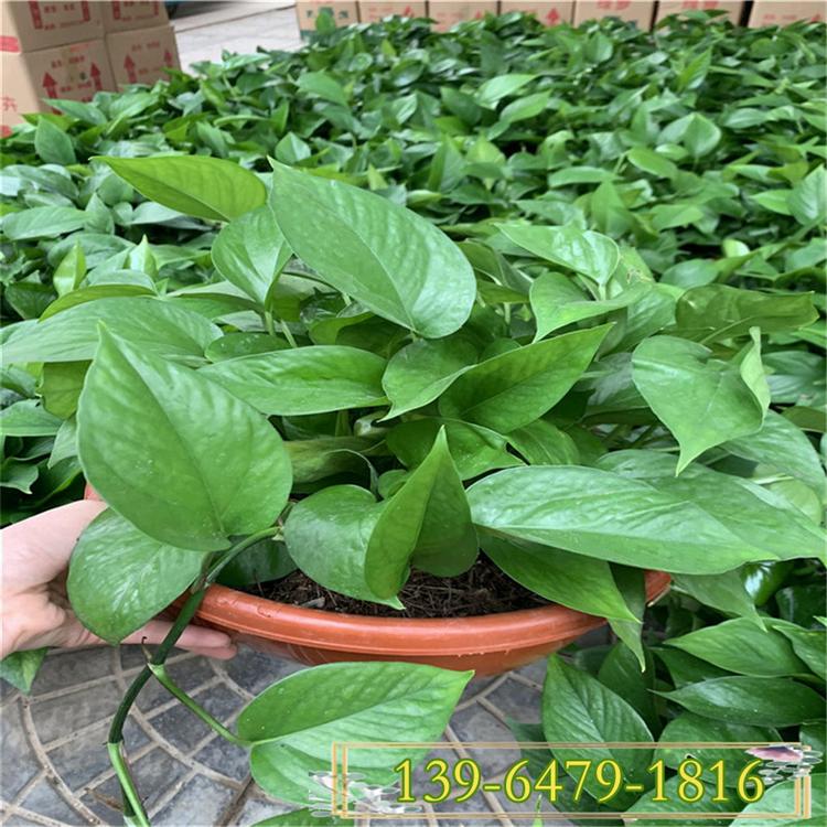 基地直销观叶植物 室内花卉盆栽 可水培青叶绿萝盆花