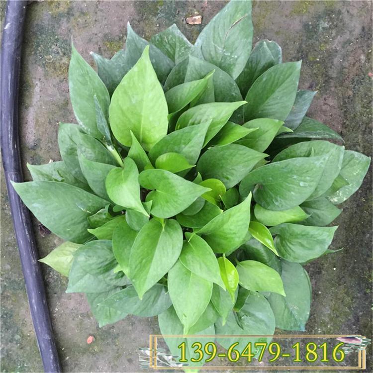 观叶植物绿萝盆栽 耐荫吊兰植物 青州花卉种植基地