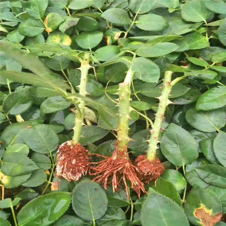 青泰  大花月季  园林美化树苗 香气扑鼻 开花时间长