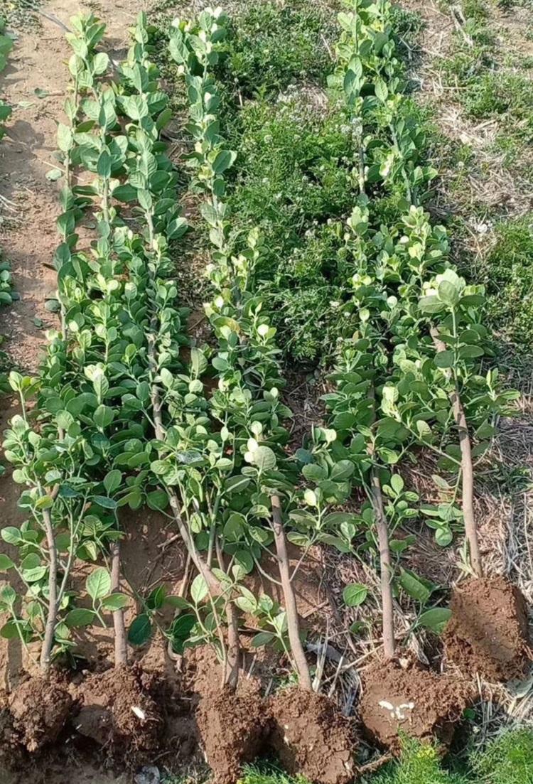 北海道黄杨种植基地 北海道黄杨绿化苗 大量供应北海道黄杨