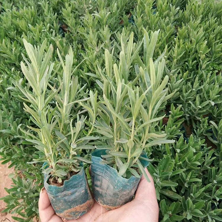 价格实惠 山东花海用薰衣草苗 薰衣草批发