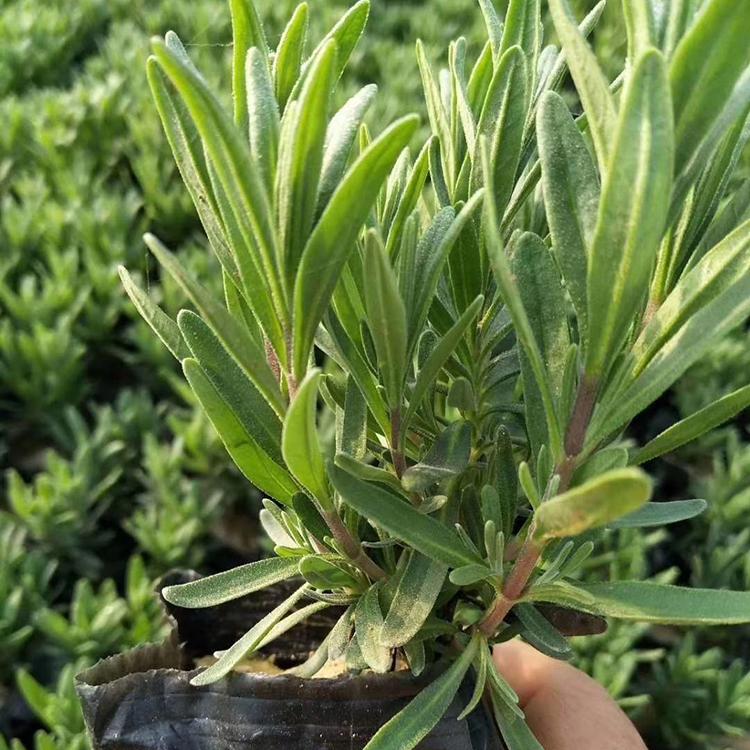 薰衣草行情 山东花海用薰衣草苗